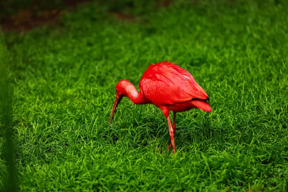 Guará de plumagem vermelha intensa bicando a grama
