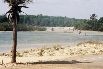 Coqueiro à beira de águas rasas e mata verde ao fundo na Praia de Macapá, no Piauí