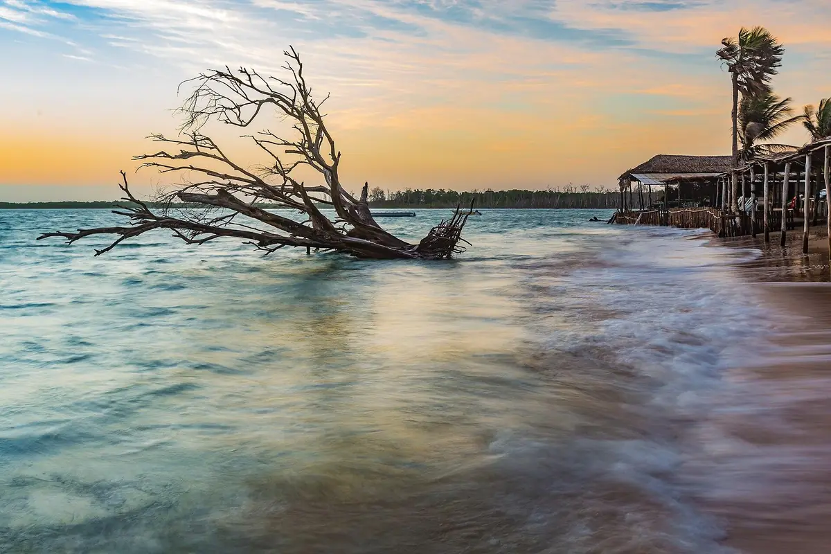 Tronco seco dentro da água na Praia do Macapá, com barracas de palha à beira-mar e mangue no horizonte, ao entardecer
